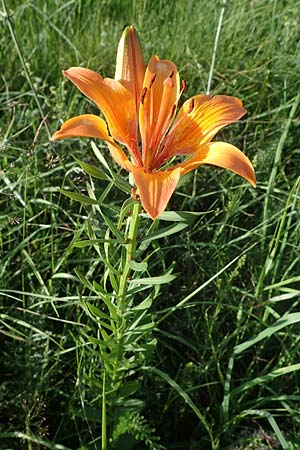 Lilium bulbiferum subsp. bulbiferum \ Brutknllchentragende Feuerlilie / Orange Lily, A Pusterwald 29.6.2021