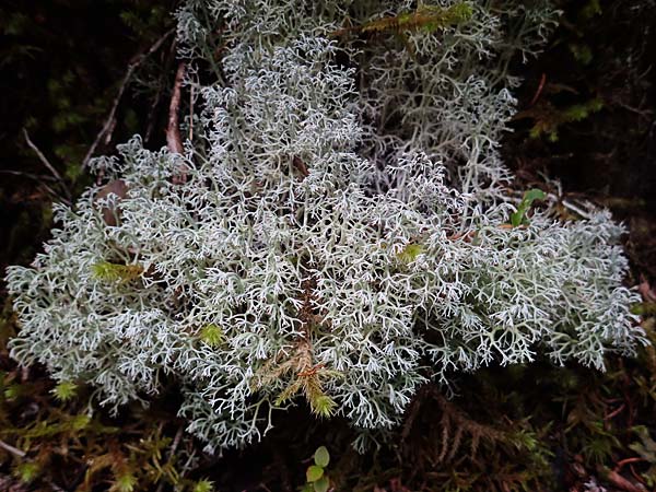 Cladonia rangiferina \ Rentier-Flechte / Reindeer Lichen, A Kraubath (Mur) 25.7.2021