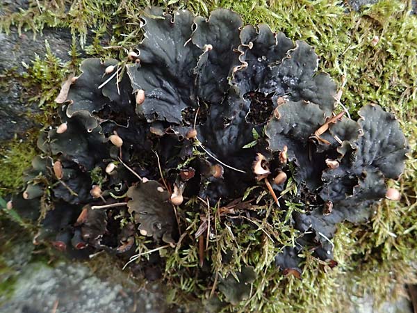 Peltigera spec3 ? \ Hundsflechte / Dog Lichen, A Pölstal-Oberzeiring 25.7.2021