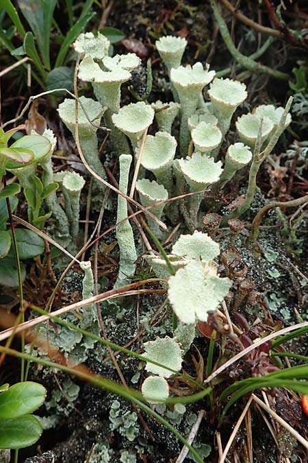 Cladonia spec5 ? \ Flechte, A Niedere Tauern, Sölk-Pass 26.7.2021