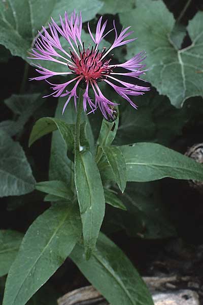 Centaurea montana \ Berg-Flockenblume, Berg-Kornblume / Perennial Cornflower, A Hinterhornbach 16.7.1987