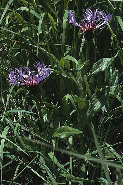 Centaurea montana \ Berg-Flockenblume, Berg-Kornblume / Perennial Cornflower, A Hinterhornbach 16.7.1987