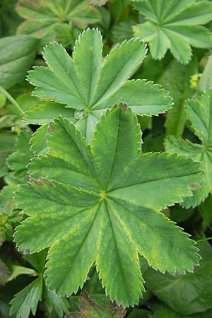 Alchemilla glabra ? \ Kahler Frauenmantel, A Kärnten, Petzen 2.7.2010