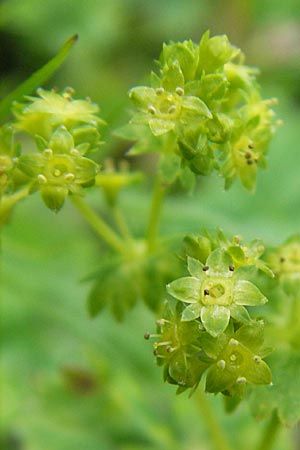 Alchemilla glabra ? \ Kahler Frauenmantel, A Kärnten, Petzen 2.7.2010