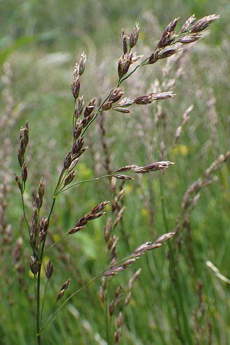 Festuca pulchella \ Zierlicher Schwingel / Mountain Fescue, A Osttirol, Porze 13.7.2019