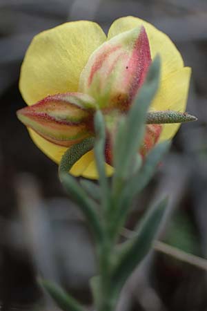 Fumana procumbens \ Niederliegendes Nadelrschen, A Hainburg 25.9.2022