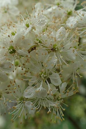 Filipendula ulmaria \ Echtes Mdes, A Tragöß 5.7.2019