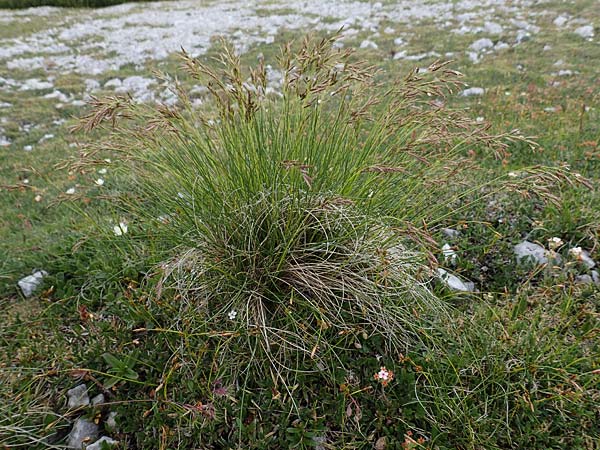 Festuca varia \ Gewhnlicher Bunt-Schwingel / Spiky Fescue, A Trenchtling 3.7.2019