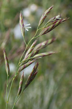 Festuca varia \ Gewhnlicher Bunt-Schwingel / Spiky Fescue, A Trenchtling 3.7.2019