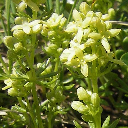 Galium noricum / Norican Bedstraw, A Dachstein 20.7.2010