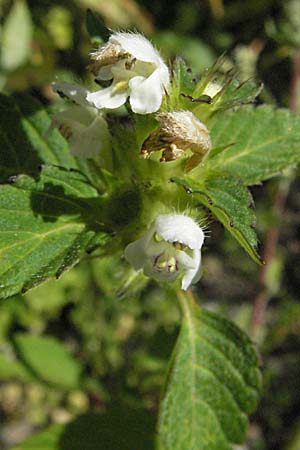 Galeopsis tetrahit \ Stechender Hohlzahn, A Turrach 22.7.2007