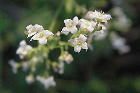 Galium sylvaticum \ Wald-Labkraut, A Klaus 14.7.2007