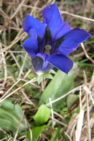 Gentiana acaulis \ Kochs Enzian, Silikat-Glocken-Enzian / Stemless Gentian, A Malta - Tal / Valley 7.6.2008