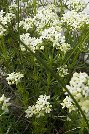 Galium anisophyllon \ Ungleichblttriges Labkraut / Alpine Bedstraw, A Kärnten/Carinthia, Petzen 2.7.2010