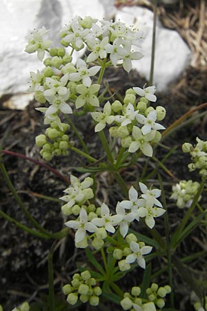 Galium anisophyllon \ Ungleichblttriges Labkraut / Alpine Bedstraw, A Kärnten/Carinthia, Petzen 2.7.2010