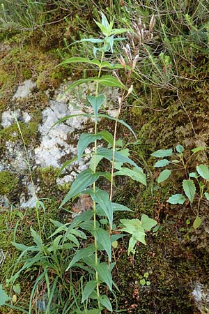 Gentiana asclepiadea \ Schwalbenwurz-Enzian / Willow Gentian, A Steiermark, Pernegg-Mixnitz 4.7.2019