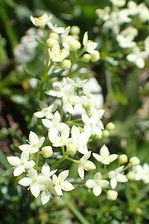 Galium anisophyllon \ Ungleichblttriges Labkraut / Alpine Bedstraw, A Lawinenstein 5.7.2020