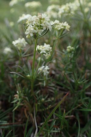 Galium pumilum \ Heide-Labkraut, Zierliches Labkraut, A Wölzer Tauern, Kleiner Zinken 26.6.2021