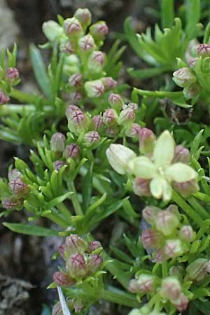 Galium noricum \ Norisches Labkraut / Norican Bedstraw, A Wölzer Tauern, Hohenwart 29.7.2021