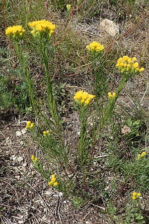 Galatella linosyris / Goldilocks Aster, A Perchtoldsdorf 22.9.2022