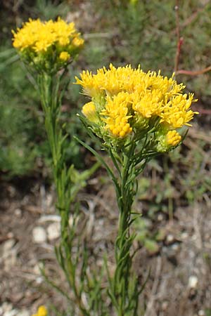 Galatella linosyris \ Gold-Aster / Goldilocks Aster, A Perchtoldsdorf 22.9.2022