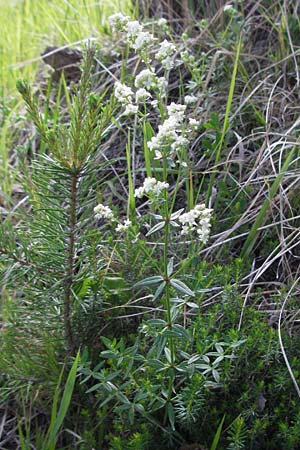 Galium boreale \ Nordisches Labkraut / Northern Bedstraw, A Imst 10.6.2007