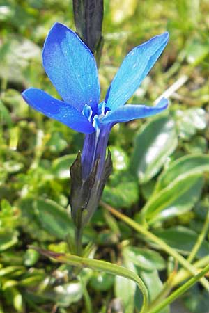 Gentiana bavarica \ Bayerischer Enzian / Bavarian Gentian, A Dachstein 20.7.2010