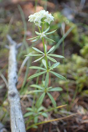 Galium boreale / Northern Bedstraw, A Carinthia, Petzen 8.8.2016