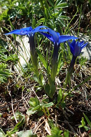 Gentiana brachyphylla \ Kurzblttriger Enzian / Small-Leaved Gentian, A Nockberge, Klomnock 10.7.2019