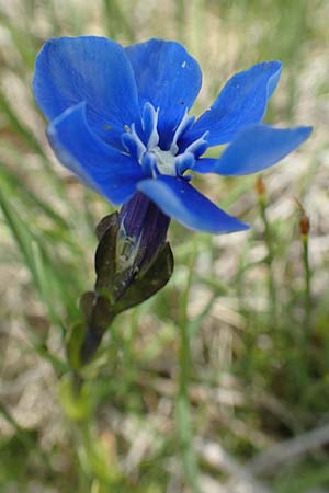 Gentiana bavarica \ Bayerischer Enzian / Bavarian Gentian, A Osttirol, Golzentipp 11.7.2019