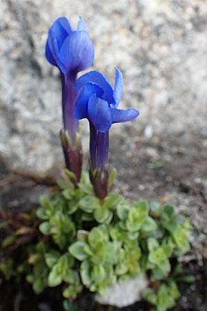 Gentiana brachyphylla \ Kurzblttriger Enzian / Small-Leaved Gentian, A Osttirol, Porze 13.7.2019