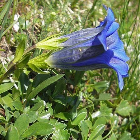 Gentiana clusii \ Clusius' Enzian / Trumpet Gentian, A Dachstein 20.7.2010