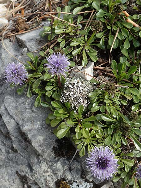 Globularia cordifolia \ Herzblttrige Kugelblume, A Kärnten, Hochobir 19.5.2016