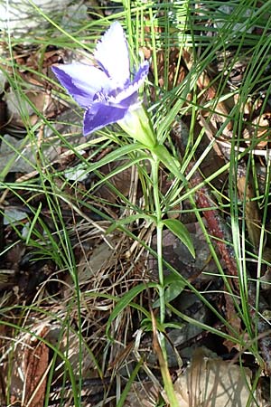 Gentianella ciliata \ Fransen-Enzian / Fringed Gentian, A Kärnten/Carinthia, Tscheppa - Schlucht / Gorge 20.8.2016