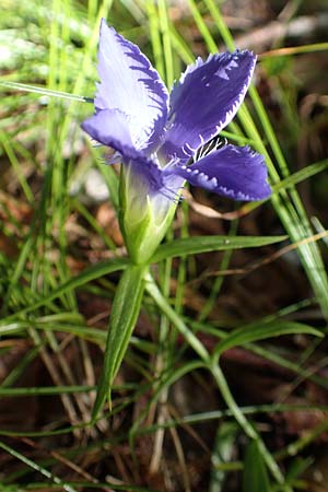 Gentianella ciliata \ Fransen-Enzian / Fringed Gentian, A Kärnten/Carinthia, Tscheppa - Schlucht / Gorge 20.8.2016