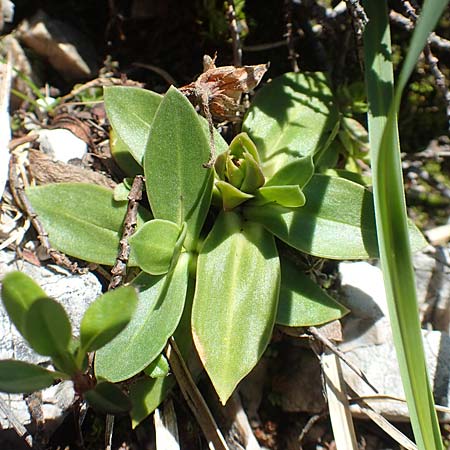 Gentiana clusii \ Clusius' Enzian / Trumpet Gentian, A Lawinenstein 5.7.2020