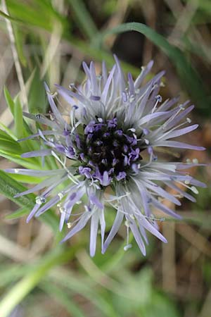 Globularia cordifolia \ Herzblttrige Kugelblume, A Perchtoldsdorf 7.5.2022