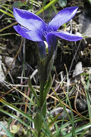 Gentianella ciliata \ Fransen-Enzian / Fringed Gentian, A Hahntennjoch 22.8.2007