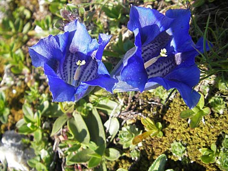 Gentiana clusii \ Clusius' Enzian / Trumpet Gentian, A Trenchtling 3.7.2010