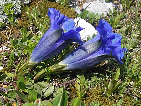 Gentiana clusii \ Clusius' Enzian / Trumpet Gentian, A Trenchtling 3.7.2010