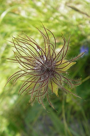 Geum montanum \ Berg-Nelkenwurz / Alpine Avens, A Malta - Tal / Valley 19.7.2010