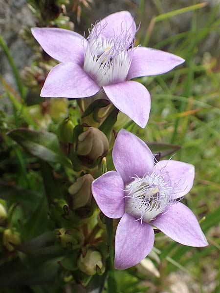 Gentianella lutescens \ Karpaten-Kranzenzian, A Kärnten, Koralpe 9.8.2016