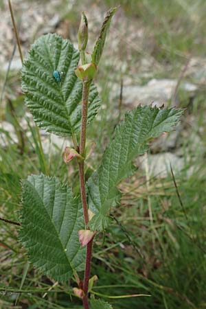 Alnus alnobetula / Green Alder, A Osttirol, Porze 13.7.2019