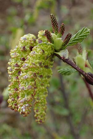 Alnus alnobetula / Green Alder, A Pölstal-Oberzeiring 26.6.2021