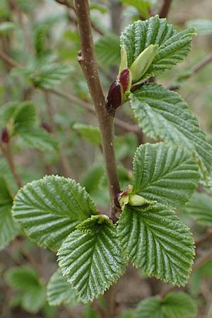 Alnus alnobetula / Green Alder, A Pölstal-Oberzeiring 26.6.2021