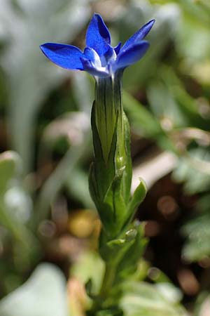 Gentiana nivalis \ Schnee-Enzian / Alpine Gentian, A Eisenerzer Reichenstein 28.7.2021