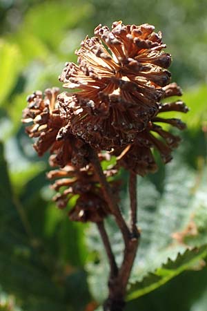 Alnus alnobetula / Green Alder, A Carinthia, Koralpe 1.7.2022