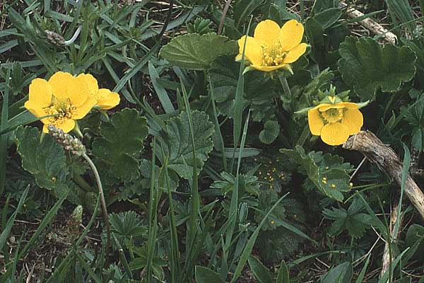 Geum montanum \ Berg-Nelkenwurz / Alpine Avens, A Widderstein 12.7.1987