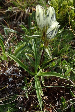 Gentiana frigida \ Tauern-Enzian, Steirischer Enzian / Styrian Gentian, A Wölzer Tauern, Hoher Zinken 24.7.2021