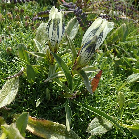 Gentiana frigida \ Tauern-Enzian, Steirischer Enzian, A Wölzer Tauern, Hoher Zinken 24.7.2021